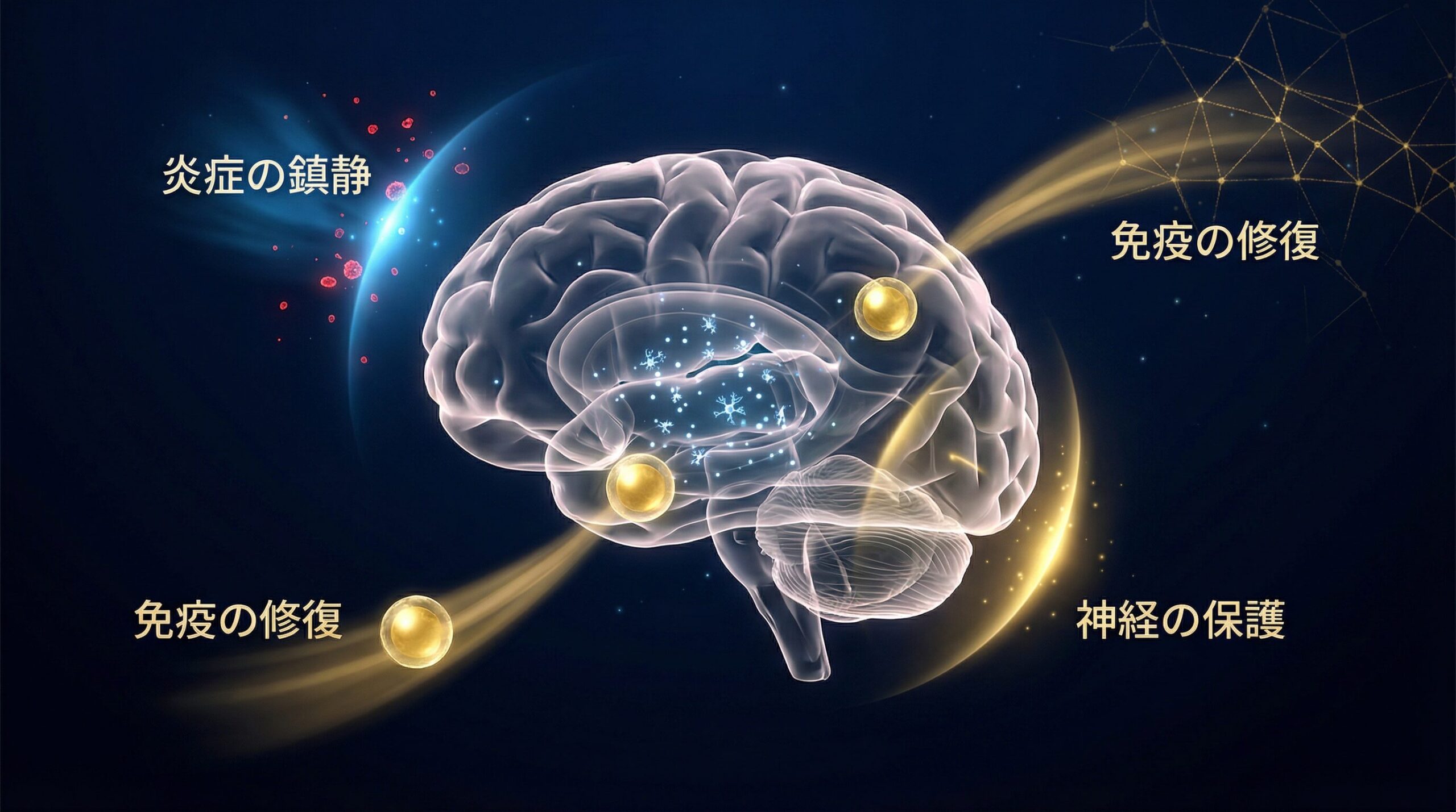 なぜ期待されているのか？【臍帯血の作用メカニズム（仮説）】